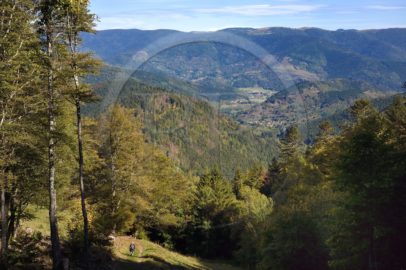 France, Haut-Rhin (68), Parc naturel régional des ballons des Vosges, randonneur descendant sur la vallée de Storckensohn à l'ouest de Fellering depuis le Col des Perches