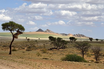 Namibie, région de Khomas, désert du Namib à l'Est du parc national Namib Naukluft