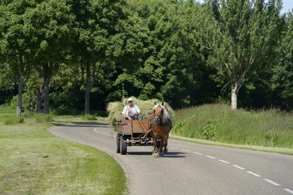 France, Bas Rhin, the Ried, Muttersholtz, farmer gathering hay