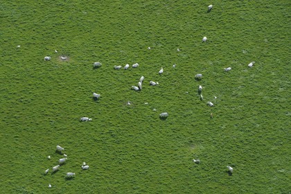 France, Eure (27), Marais-Vernier, troupeau de vaches (vue aérienne)