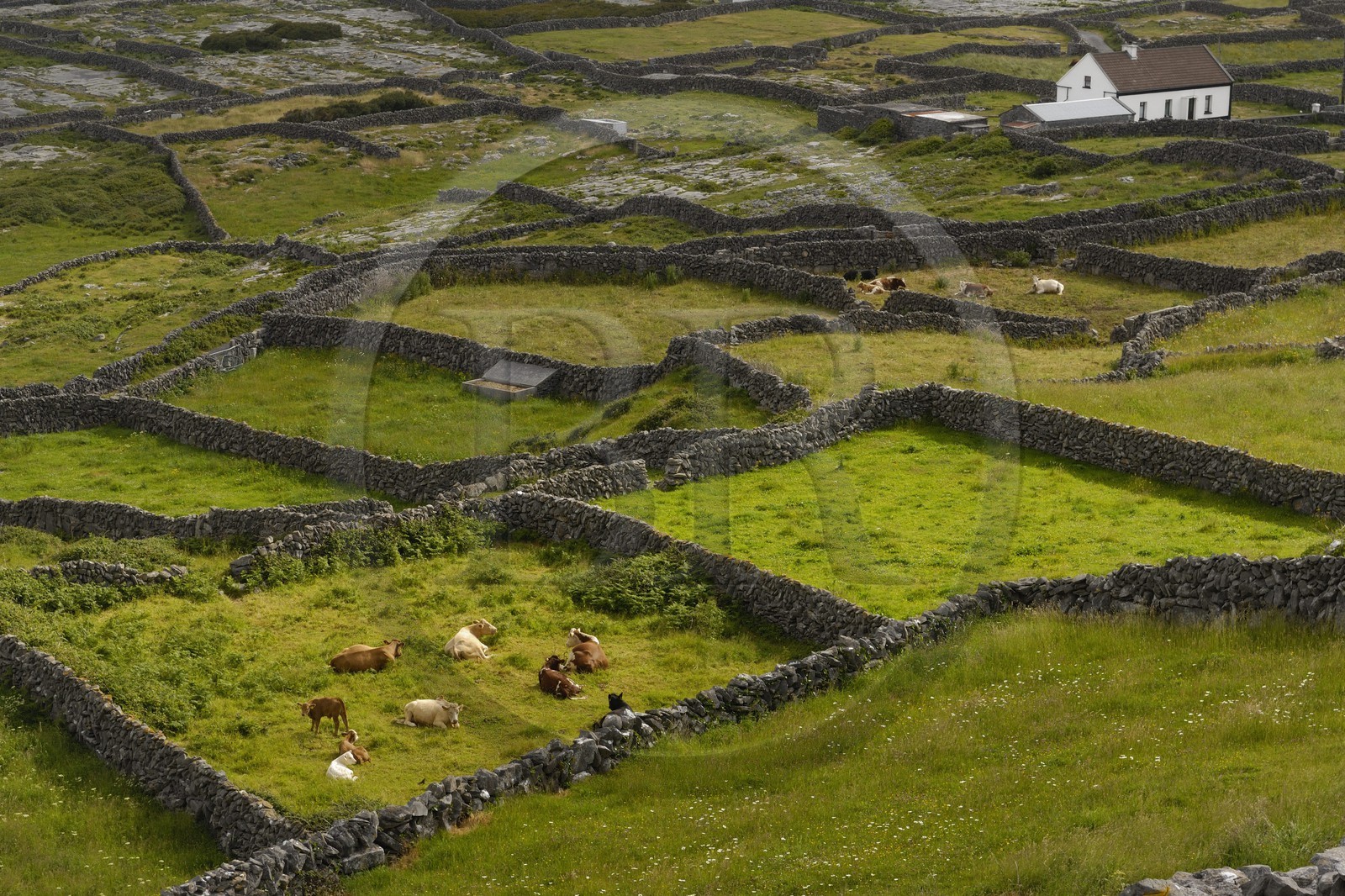 Irlande, Comté de Galway, Aran Islands, Inishmaan, murets typiques en pierres sèches délimitant chaque parcelle de terre