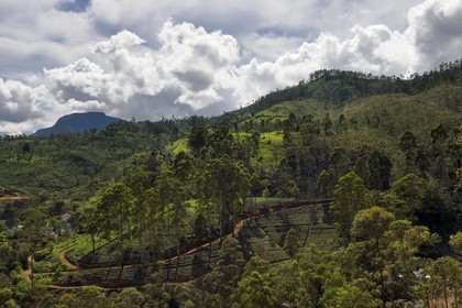 Sri Lanka, center province, Dalhousie, tea plantation