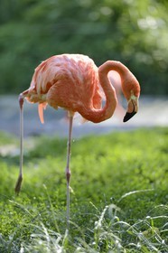 France, Haut Rhin, Mulhouse, botanical and zoological park, American Flamingo (Phoenicopterus ruber)