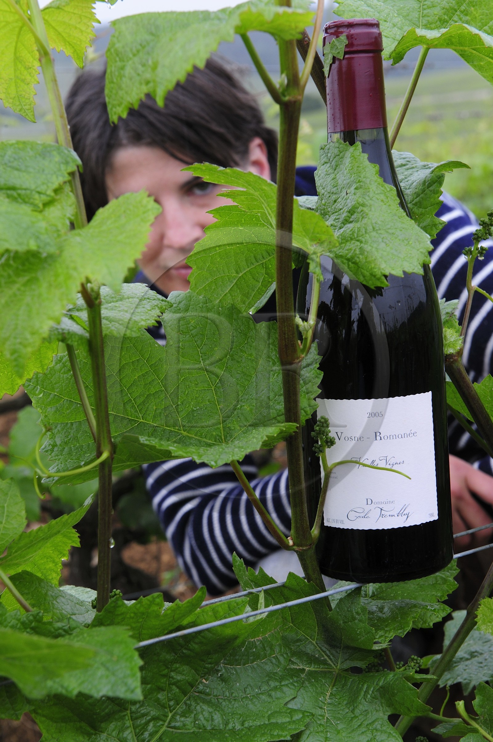 France, Côte d'Or (21), Vosne Romanée, la viticultrice bio Cécile Tremblay