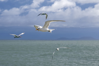 France, Guyane, Kourou, Iles du Salut, Ile Royale, sterne royale (Thalasseus maximus)