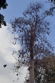 Sri Lanka, province du centre, Kandy, jardin botanique de Peradeniya, colonie de chauve-souris frugivores