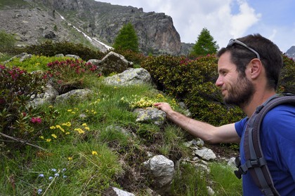 France, Alpes-Maritimes, parc national du Mercantour ( Mercantour national park), Haute-Vesubie, Gordolasque valley, the hiking guide Gabriel Rougerie looking at rhododendrons
