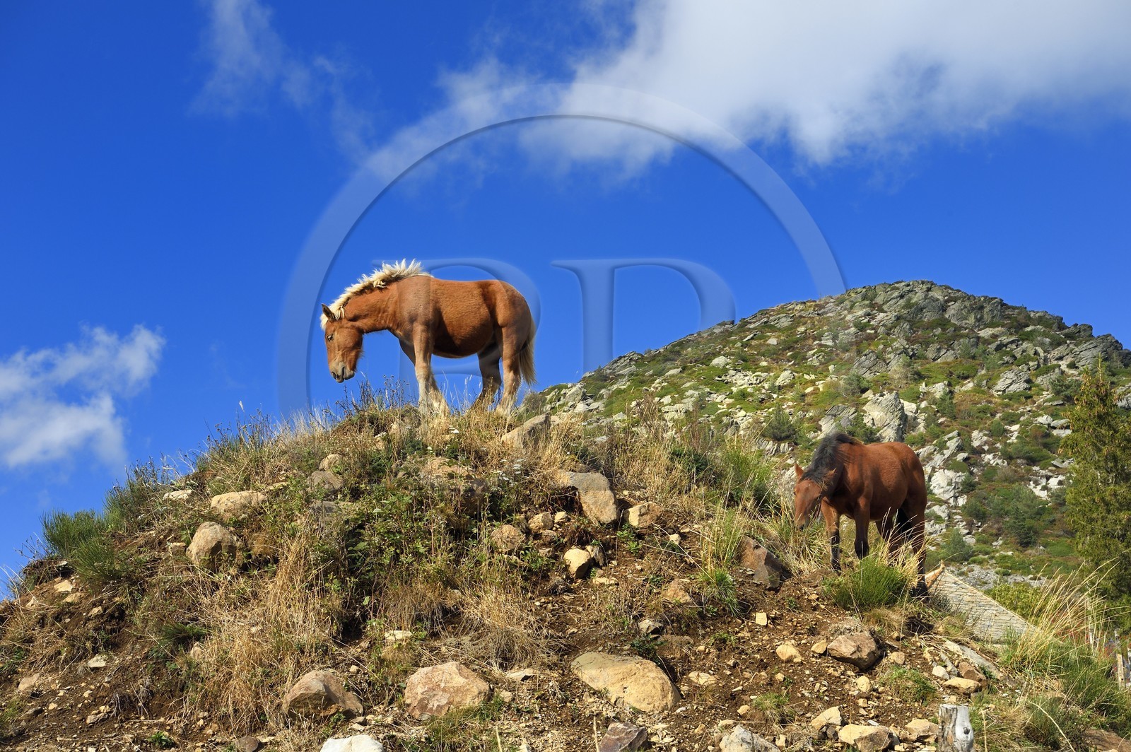 France, Ardèche (07), parc naturel régional des Monts d'Ardèche, Massif du Mézenc, chevaux au pied du Mont Gerbier-de-Jonc (1551 m)