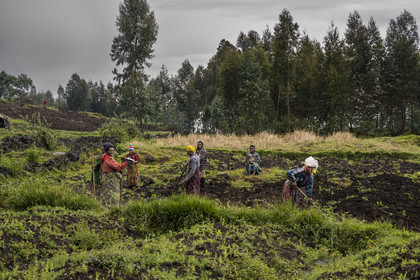 Rwanda, Province du Nord, District de Musanze (Ruhengeri), culture des champs sur les pentes volcaniques du mont Karisimbi dans les montagnes des Virunga en bordure du Parc national des Volcans où vivent les gorilles