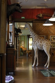 France, Paris, the taxidermist Deyrolle in the rue du bac