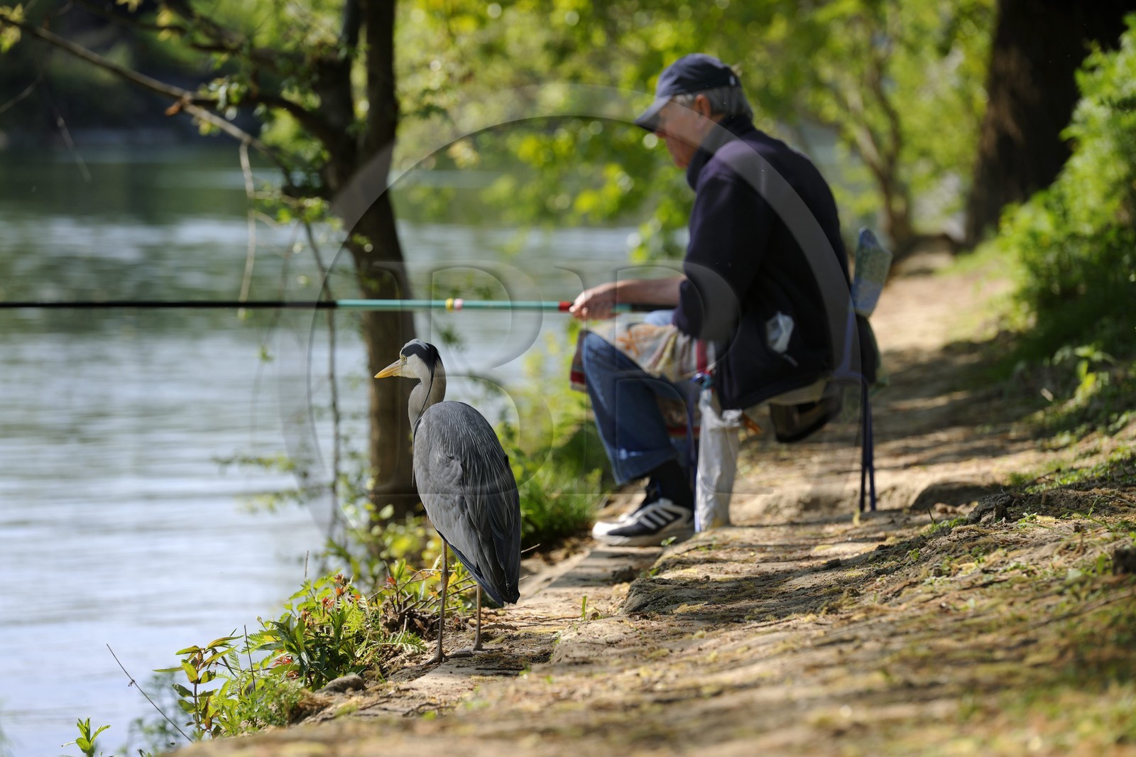 France, Val-de-Marne (94), les bords de Marne, Champigny-sur-Marne, le pêcheur Jean et le Héron cendré (Ardea cinerea) qui se tient régulièrement à ses côtés