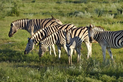 Namibie, région de Oshikoto, Parc National d'Etosha, zèbres de Burchell (Equus burchellii)