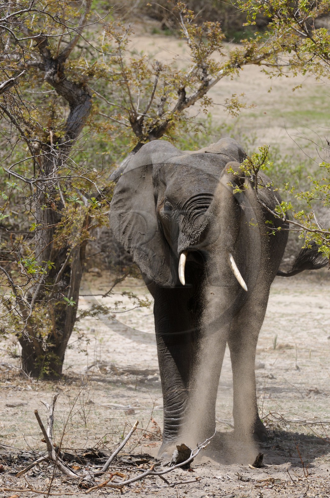 Tanzanie, Reserve de gibier de Selous une des plus grandes zones protégées au monde et inscrite sur la liste du patrimoine mondial de l’Unesco depuis 1982, Éléphant de savane d'Afrique (Loxodonta africana)