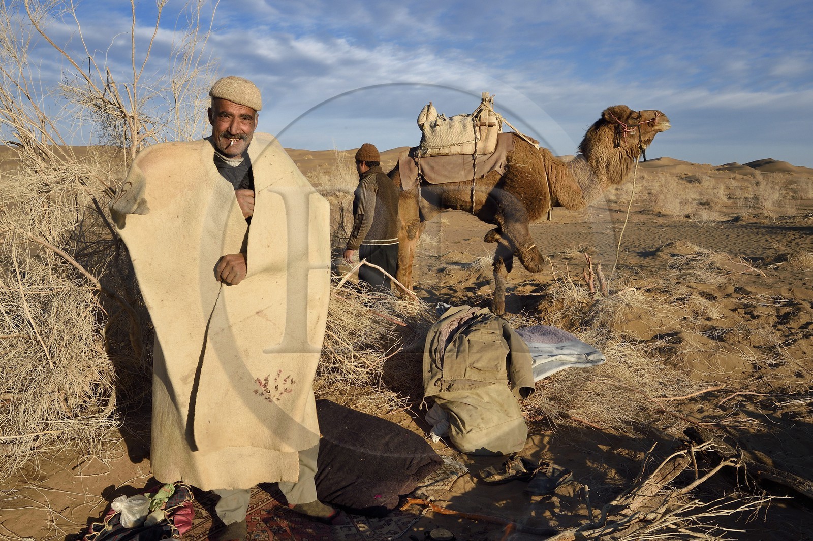 Iran, Province d'Ispahan, désert du Dasht-e Kavir, Mesr dans la région de Khur et Biabanak, le chamelier Ali Saraban portant le feutre en laine de chameau (namad) de son grand-père et un de ses dromadaires au bivouac de Kuh e-Sefid