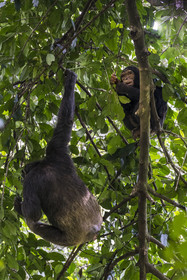 Rwanda, Province de l’Ouest, Nyakabuye, Parc national de Nyungwe, forêt tropicale humide naturelle de Cyamudongo, Chimpanzés commun (Pan Troglodytes)