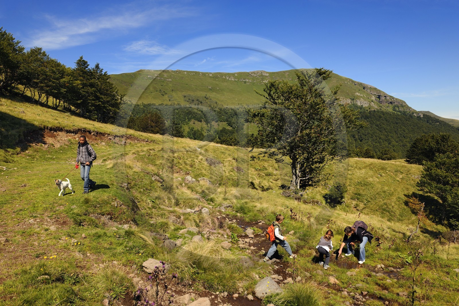 France, Cantal, France, Cantal, monts du Cantal, Parc Naturel Régional des Volcans d'Auvergne (regional nature park of Auvergne volcanoes), hiking at the bottom of the Puy-Mary mount (1783m)