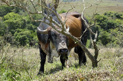 Brésil, Etat du Minas Gerais, région de Carrancas au sud de Sao Joao del Rei, vache (Route de l'or, Estrada Real)