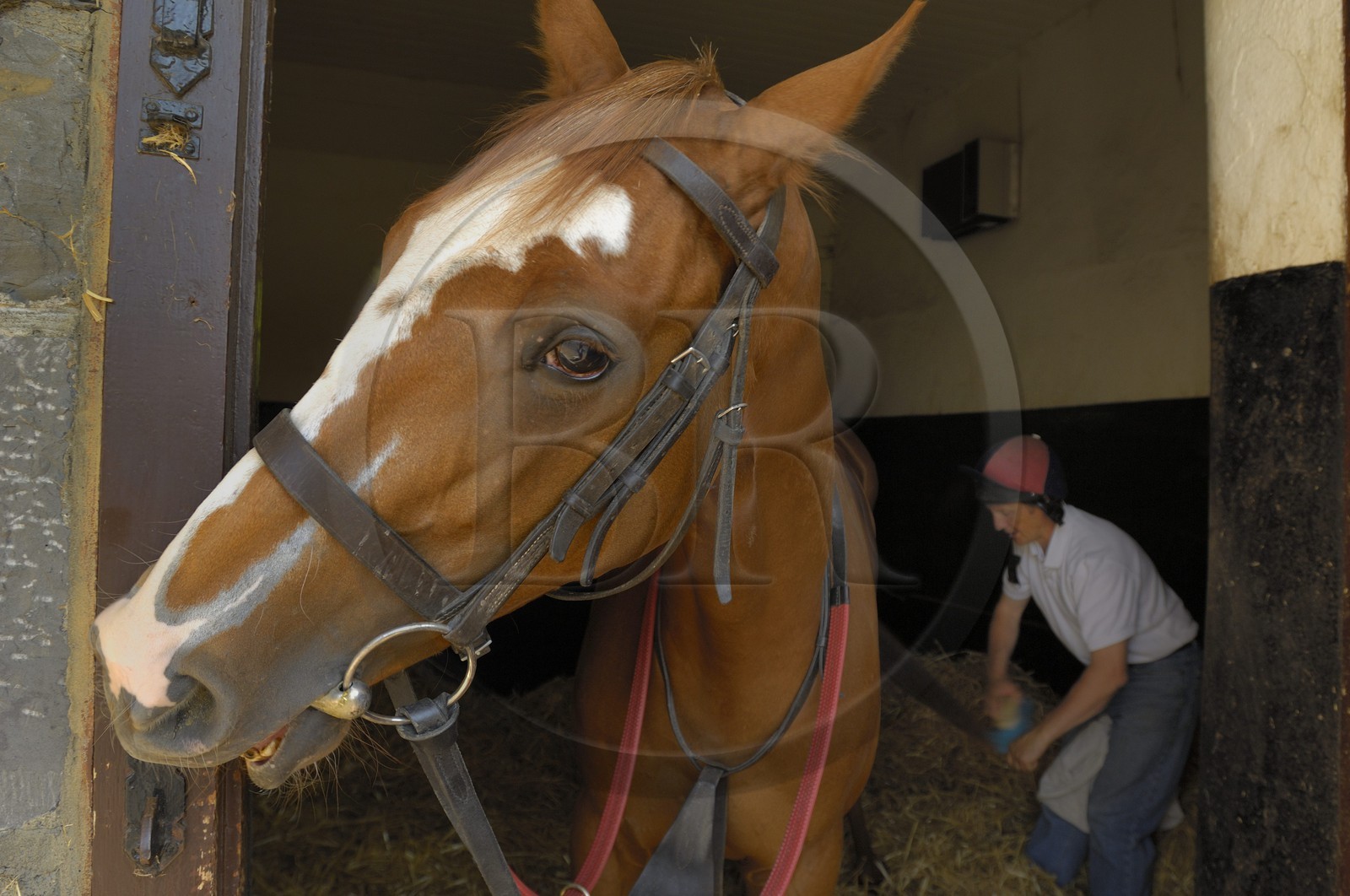 Irlande, Co. Kildare, Maynooth, harras de Moyglare (Stud), préparation du cheval dans le box