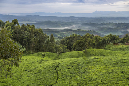 Rwanda, Province de l’Ouest, Gisakura, plantation de thé, en arrière plan les montagnes du Kahuzi-Biega dans la République démocratique du Congo