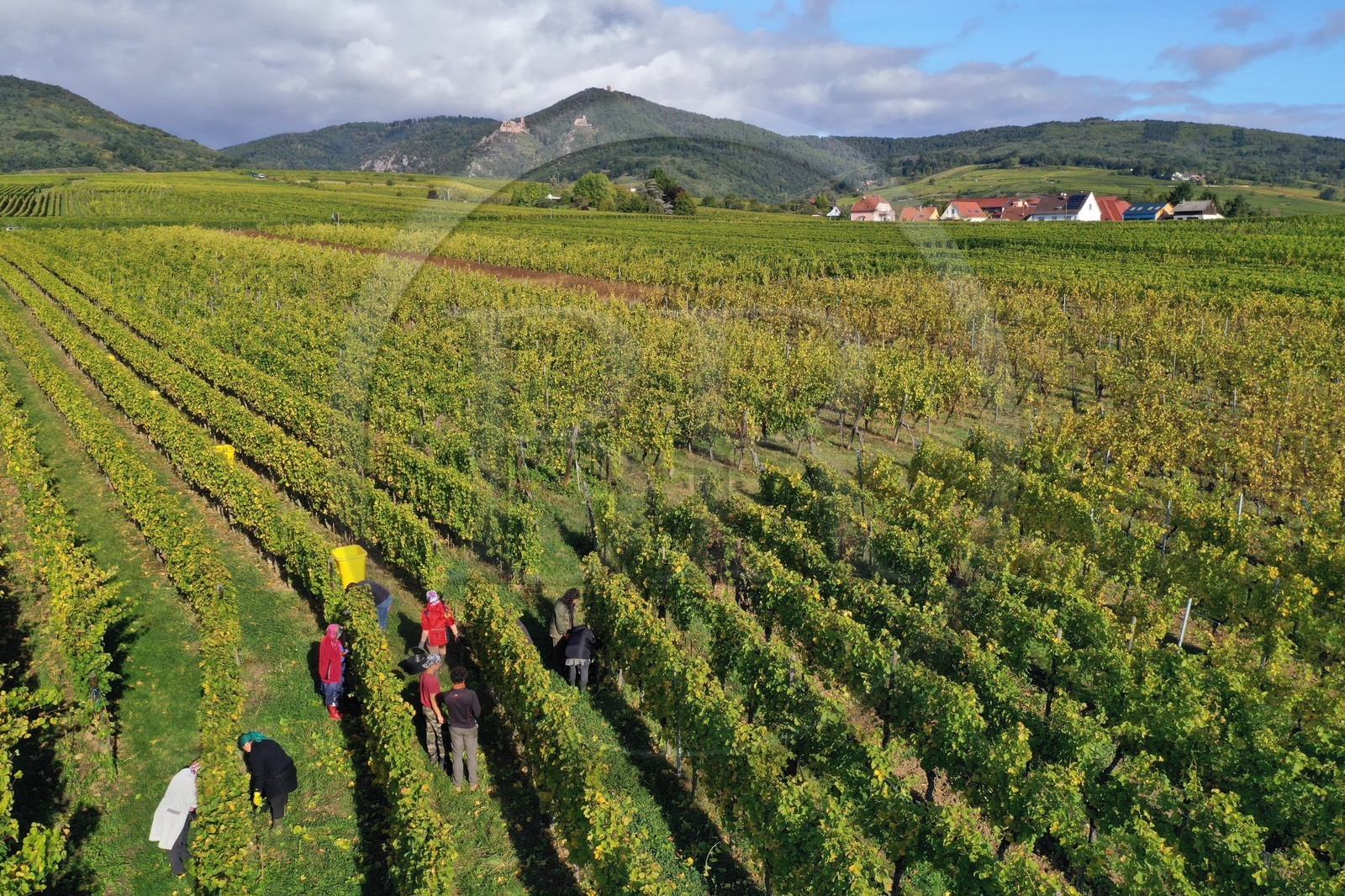 France, Haut-Rhin (68), Route des vins d'Alsace, Ribeauvill