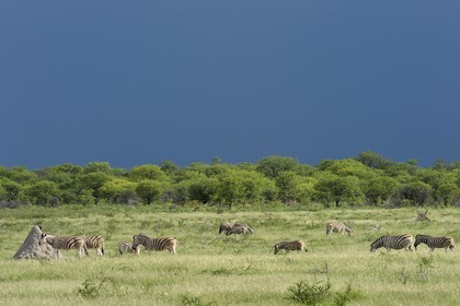 Namibia, Oshikoto region, Etosha National Park, Burchell's zebras (Equus burchellii)