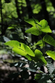 France, Var (83), Provence Verte, Tourves, Gorges du Caramy, feuille de noisetier