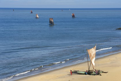Sri Lanka, Western Province, Negombo, return on Porathota beach of the fishermen and their traditional catamarans after the morning fishing