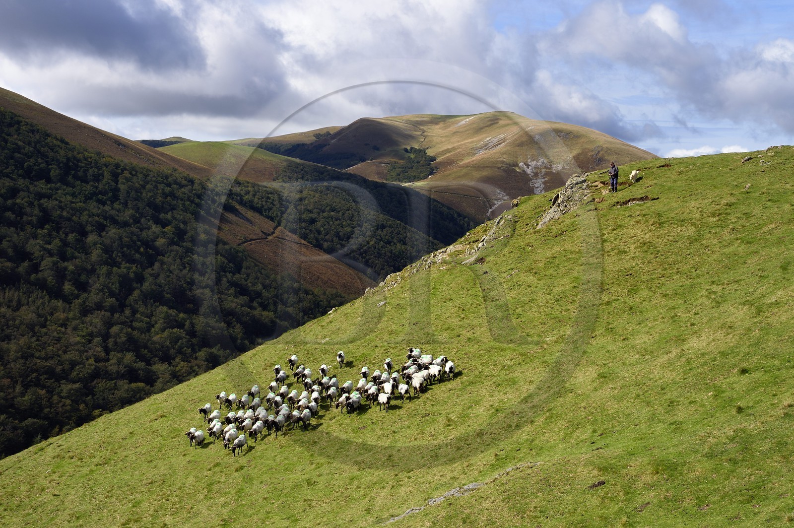 France, Pyrénées-Atlantiques (64), Pays-Basque, chemin de Saint-Jacques de Compostelle sur le GR 65 entre Saint-Jean-Pied-de-Port et Roncevaux vers le col de Bentarte, berger et son troupeau de brebis manech tête noire sur les pentes du Leizar Atheka