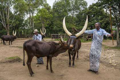 Rwanda, Province du Sud, Nyanza, musée du Palais royal Rukari, vaches royales à longues cornes appellée Inyambo ou watusi
