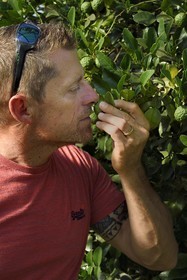 France, Var (83), La Londe-les-Maures, Philippe Carra dirige le Domaine du Jasson, culture des agrumes, combava (Citrus hystrix)
