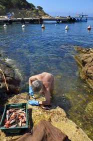 France, Var (83), Iles d'Hyères, Parc national de Port Cros, Ile du Levant, domaine naturiste d'Héliopolis, François qui est naturiste, nettoie les poissons pour le restaurant Le Gambaro dans les rochers qui bordent le port