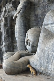 Sri Lanka, province du Centre-Nord, Polonnaruwa, l'ancienne capital du pays (XIe au XIIIe siècle) est classée au Patrimoine Mondial de l'UNESCO, bouddha géant taillé dans la rocher du Gal Vihara, Bouddha couché