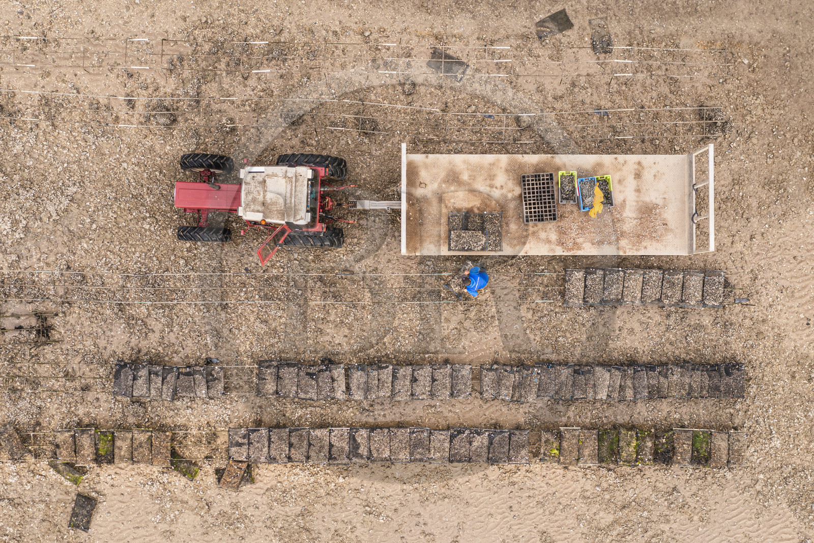 France, Charente-Maritime (17), Fouras, tracteur dans les parcs à huitres, ostreiculteur récoltant des poches à la Pointe de la Fumée à marée basse (vue aérienne)
