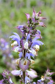 France, Alpes-Maritimes, Mouans-Sartoux around Grasse, Gardens of the International Perfume Museum (Jardins du Musée International de la Parfumerie)