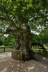 France, Morbihan (56), forêt de Brocéliande, le Chêne à Guillotin aussi appelé chêne Eon est chêne creux de plus de 1000 ans