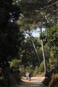 France, Var (83), Iles d'Hyères, parc national de Port-Cros, île de Porquerolles, promenade à vélo