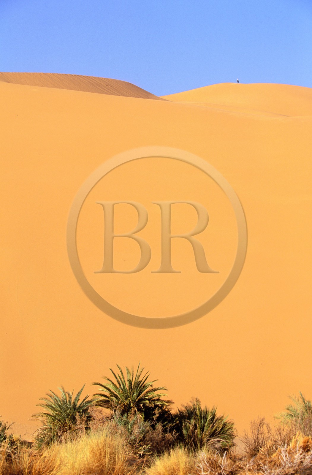 Libye, Le Fezzan (Sahara), touareg sur le sommet d'une dune surplombant la petite oasis de Takioumet