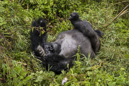 Rwanda, Province du Nord, Parc National des Volcans dans la chaine des Monts Virunga, mont Karisimbi, gorille des montagnes (Gorilla beringei beringei) du groupe Susa, male appelé dos argenté (silverback)