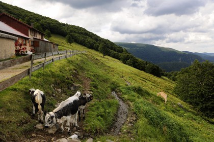 France, Haut-Rhin (68), la route des Crêtes vers Metzeral, ferme marcaire de Steinwasen, veaux en paturage