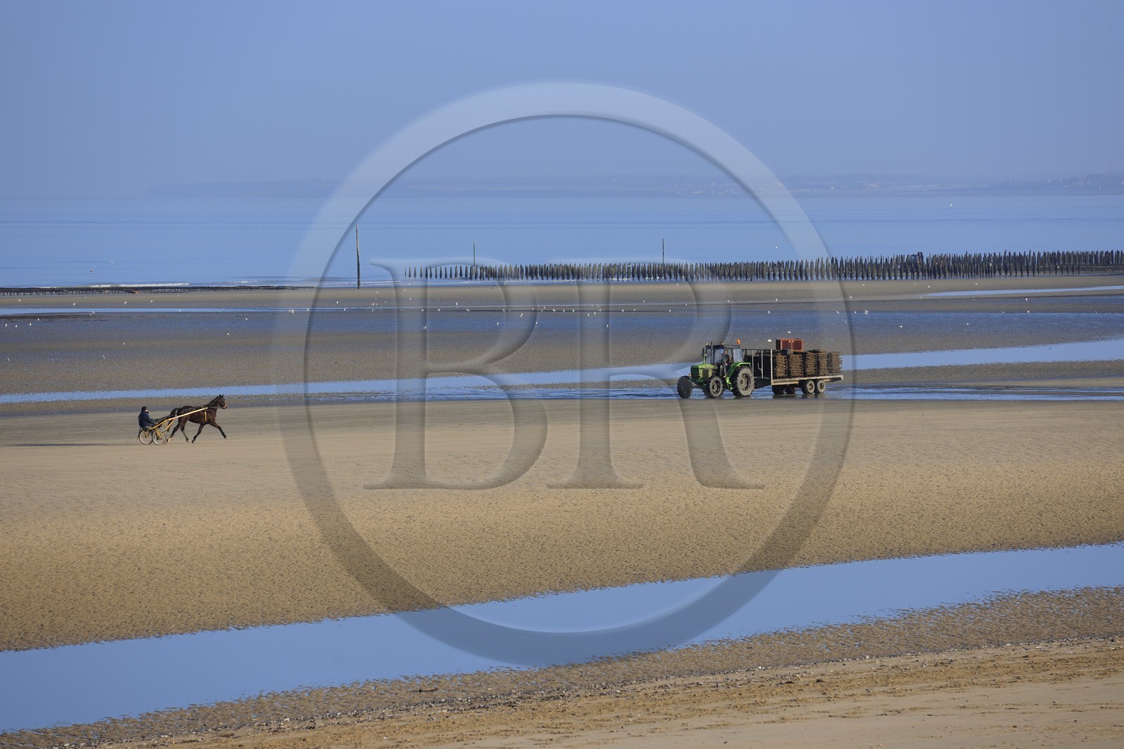 France, Manche (50), Cotentin, Sainte-Marie-du-Mont, Utah Beach où prit place le principal débarquement americain le 6 juin 1944, attelage de course de trot sur la plage à marée basse et producteur d'huitres