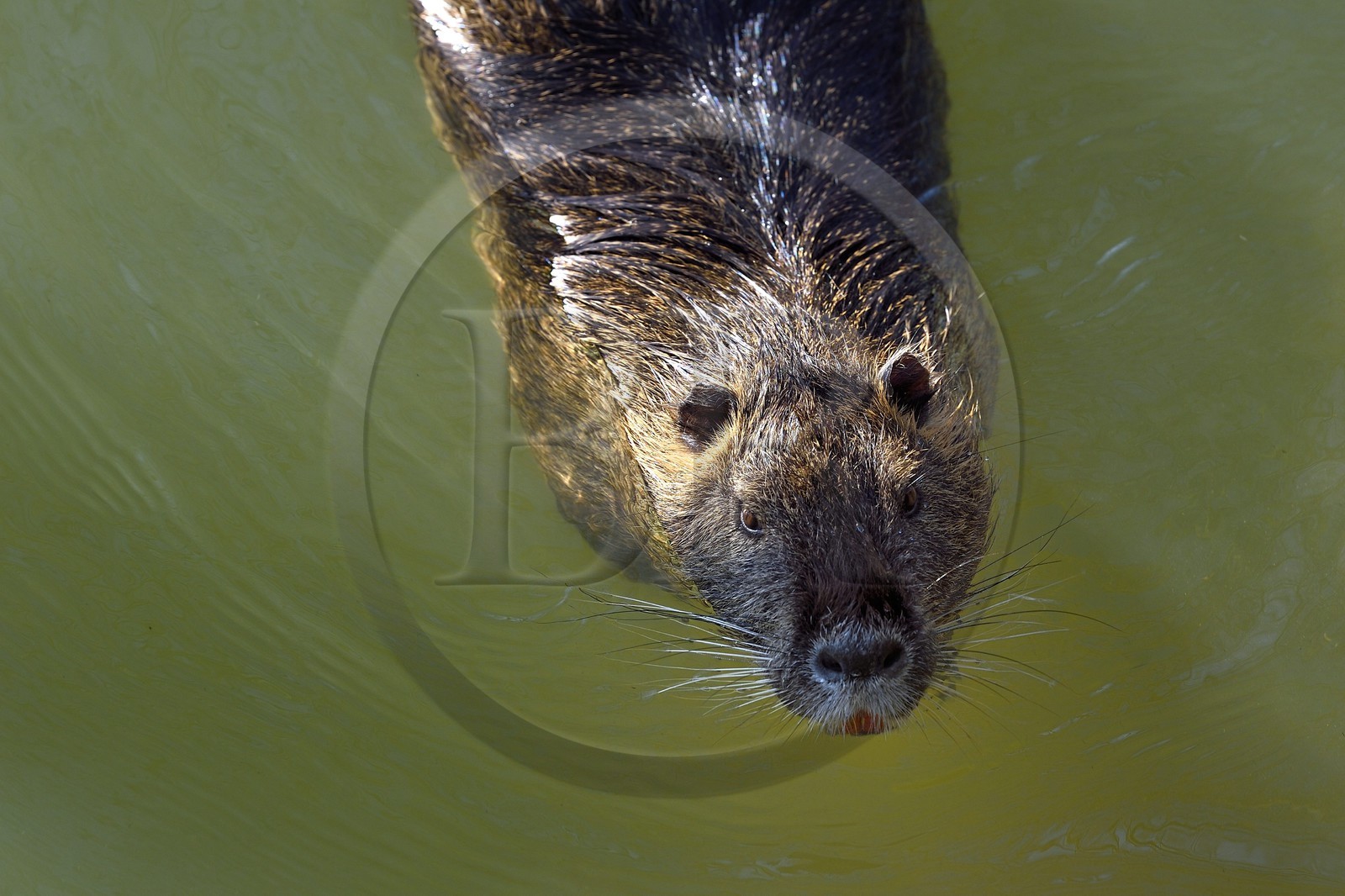 France, Val-de-Marne (94), les bords de Marne, Bry-sur-Marne, Ragondin (Myocastor coypus) France, Val-de-Marne (94), les bords de Marne, Bry-sur-Marne, Ragondin (Myocastor coypus)