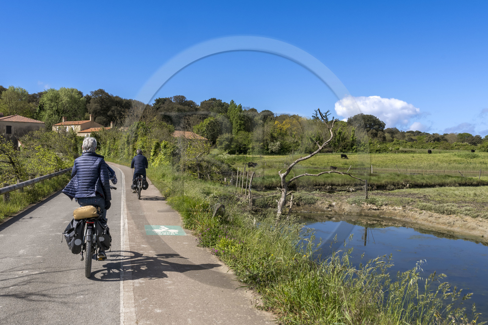 France, Vendée (85), Talmont-Saint-Hilaire, cyclistes sur la piste de la véloroute Vendée Vélo Tour et Vélodyssée en bordure des anciens marais salants de la Guittière