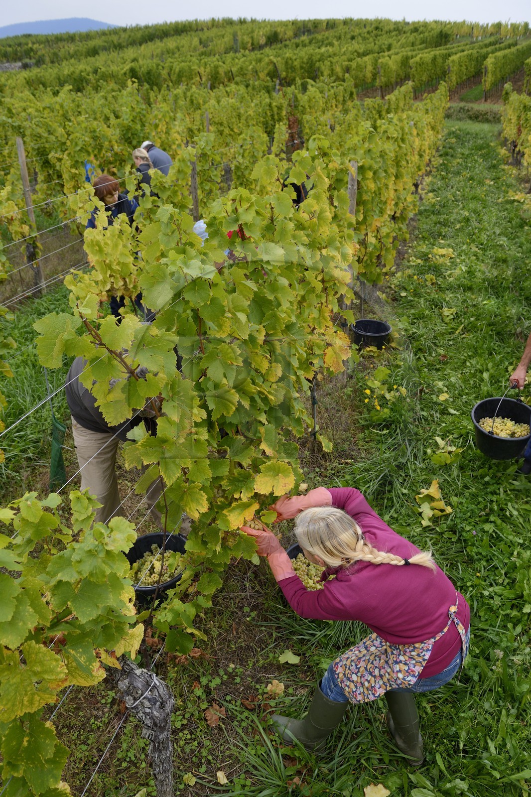 France, Bas-Rhin (67), Route des Vins d'Alsace, Mittelbergheim, labellisé Les Plus Beaux Villages de France, vendanges manuelles au domaine Wittmann