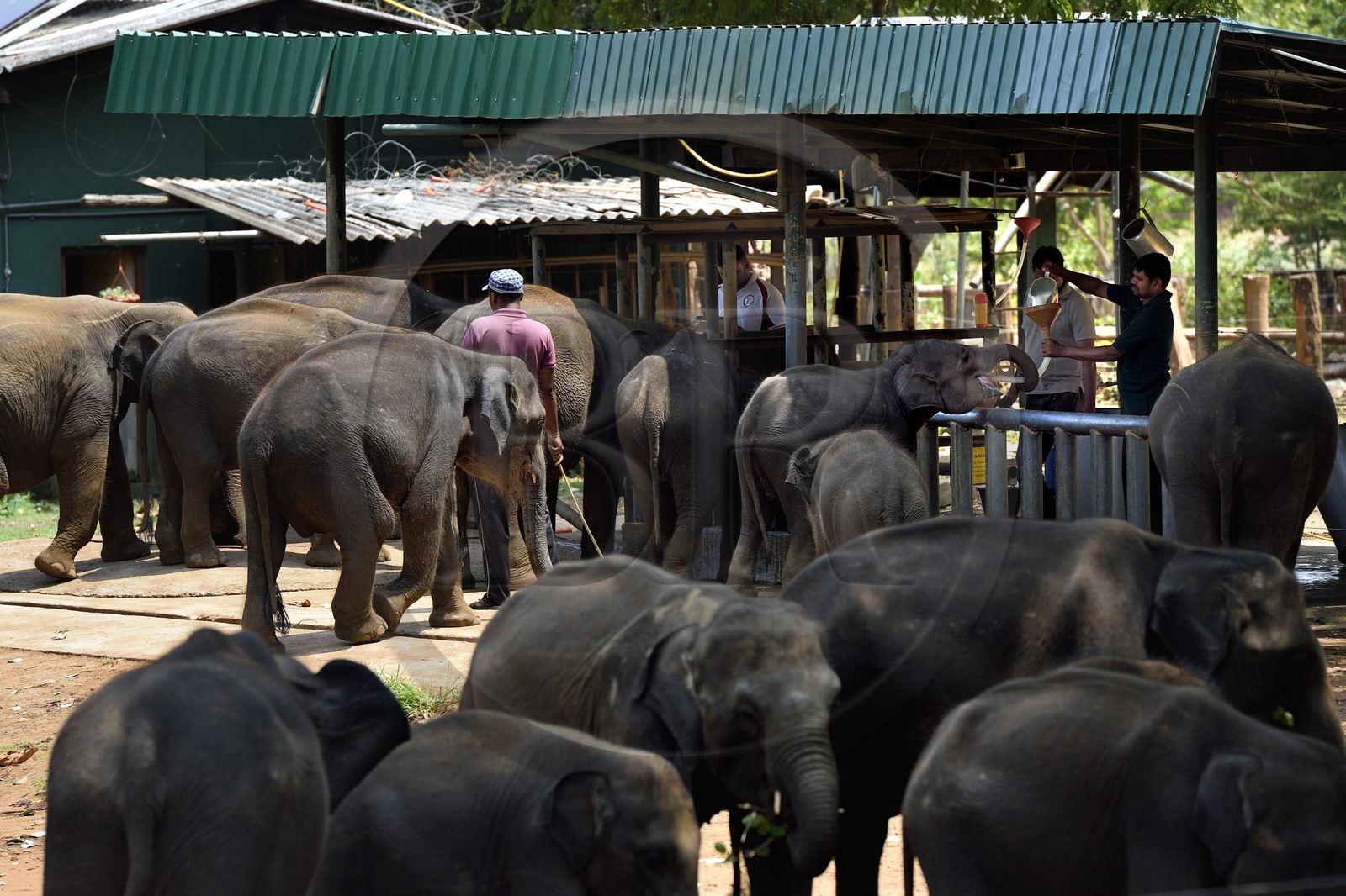 Sri Lanka, province de Sabaragamuwa, Parc national d'Uda Walawe (Udawalawe National Park), Elephant Transit Home, jeunes éléphants d'Asie (Elephas maximus) orphelins nourris au lait par leurs gardiens