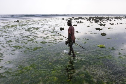 Tanzanie, archipel de Zanzibar, île de Unguja (Zanzibar), côte Sud-Est, Bwejuu, pêche à pied de poulpes sur le récif coralien à marée basse