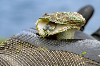 France, Finistère (29), Pays des Abers, estuaire de l'Aber Wrac'h, ormeau (haliotis tuberculata) de 3 ans issu d'un élevage en pleine mer par France Haliotis