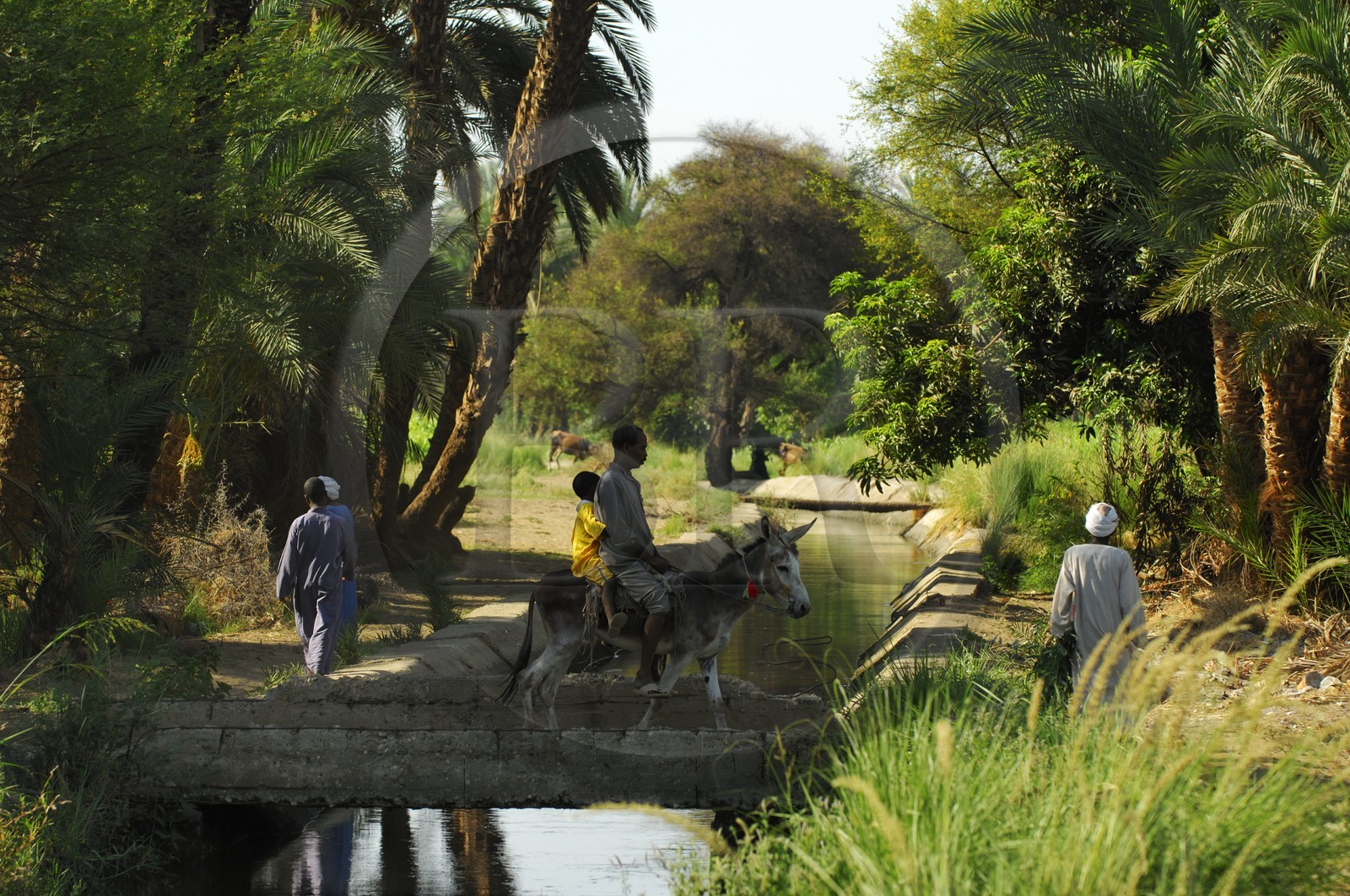 Egypte, Haute Egypte, Nubie, vallée du Nil, Assouan, la rive ouest, campagne nubienne, paysan chevauchant son ane
