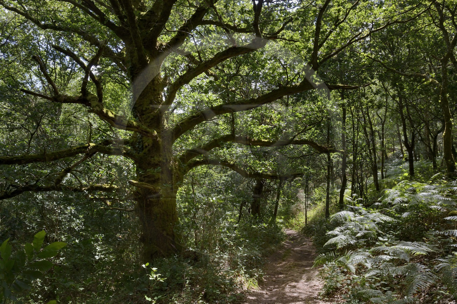 France, Ille-et-Vilaine (35),  forêt de Brocéliande, la vallée de l'Aff