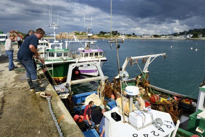 France, Finistere, Plougasnou,  trawlers returning from fishing in the port of Diben