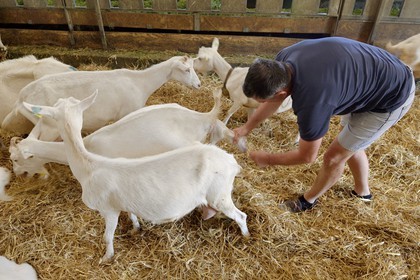France, Loire, Parc Naturel Regional du Pilat (Natural Regional Park of Pilat), Pelussin, production by the GAEC de la Cabriole from Rigotte de Condrieu AOC goat cheese, a goat gives birth to a young goat